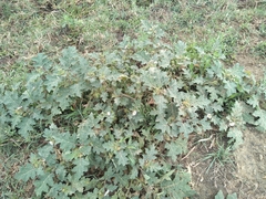 Solanum campechiense
