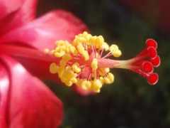 Hibiscus rosa-sinensis