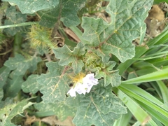 Solanum campechiense
