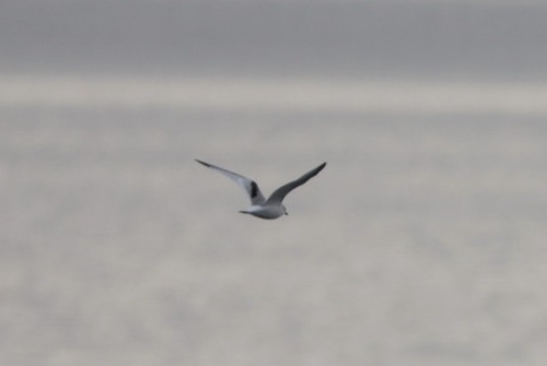Black-legged Kittiwake