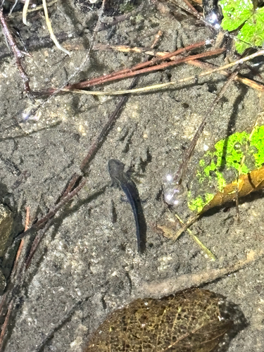 Anhui Knobby Newt