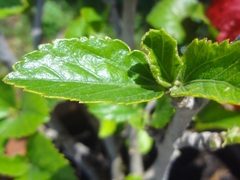 Hibiscus rosa-sinensis