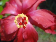 Hibiscus rosa-sinensis