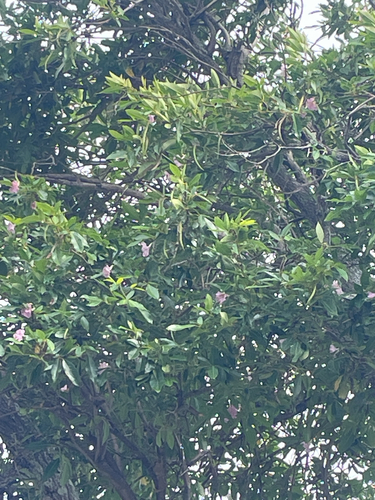 Tabebuia heterophylla observed 2026-08-03