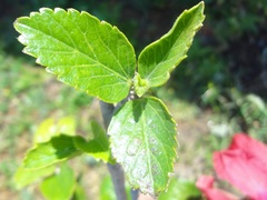 Hibiscus rosa-sinensis