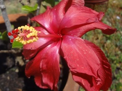Hibiscus rosa-sinensis