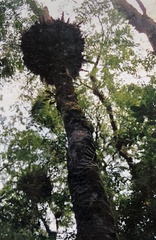 Rhaphidophora