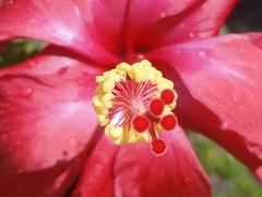 Hibiscus rosa-sinensis