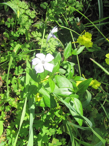 Vinca difformis (Vinca difformis)
