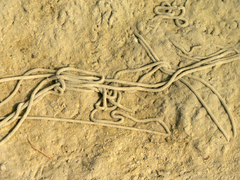 Bufotes viridis sitibundus