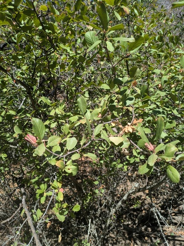 Prunus subcordata