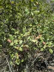 Prunus subcordata