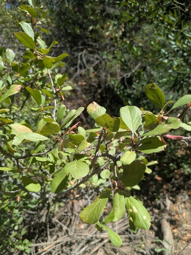 Prunus subcordata, photograph 4