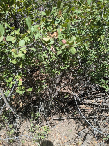 Prunus subcordata, photograph 3