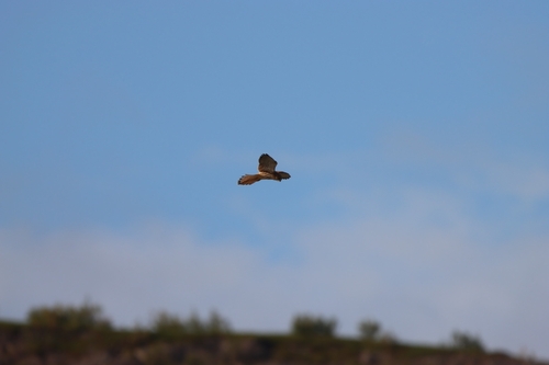 Eurasian Kestrel