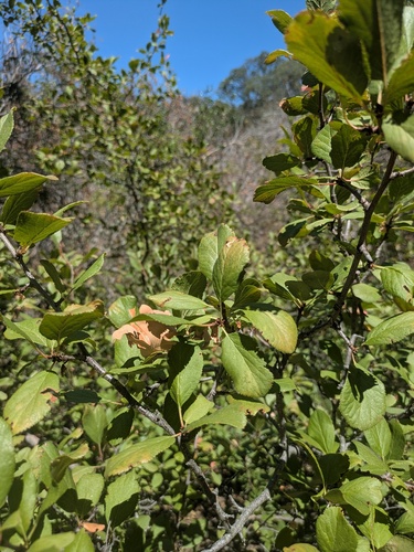 Prunus subcordata, photograph 2