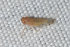 Graminella plana