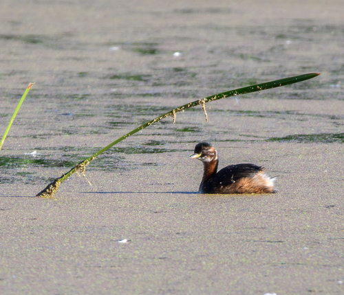 Little Grebe