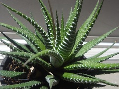 Haworthiopsis