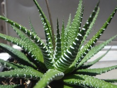 Haworthiopsis