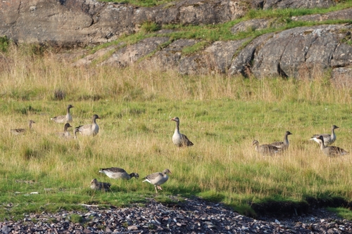 Greylag Goose