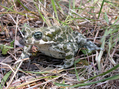 Bufotes viridis sitibundus