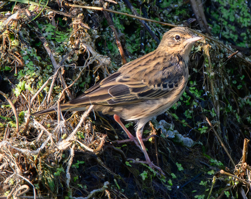 Tree Pipit