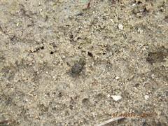 Elaphrus californicus