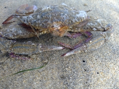 Achelous xantusii