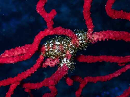 Ophiacantha observed 2026-08-15