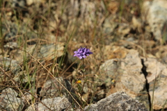 Gilia achilleifolia