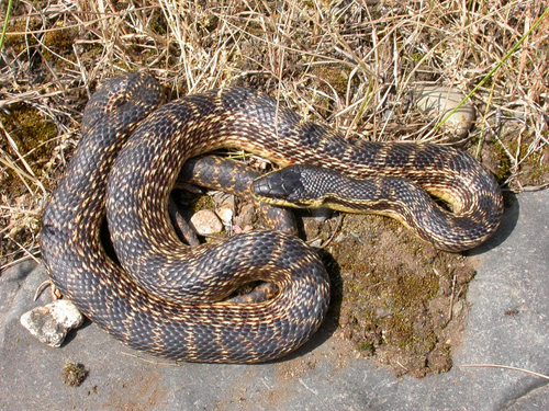 Urartian Ratsnake