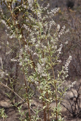 Condea