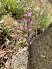 Polygala crenata