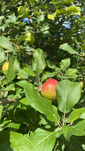apple