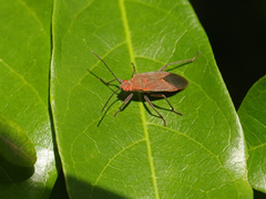 Leptocoris tagalicus