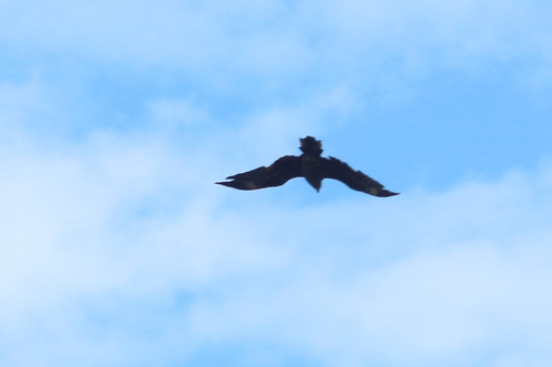 Black Kite