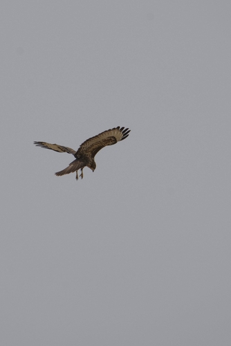 Common Buzzard