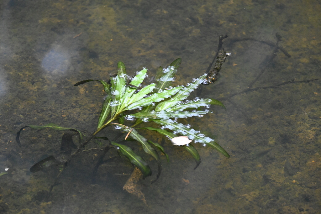 Potamogeton alpinus; photograph (c) Guillaume Petit, some rights reserved (CC BY)