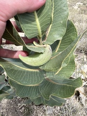 Asclepias latifolia, photograph (c) Jackson Irvin, some rights reserved (CC BY)