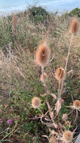 wild teasel