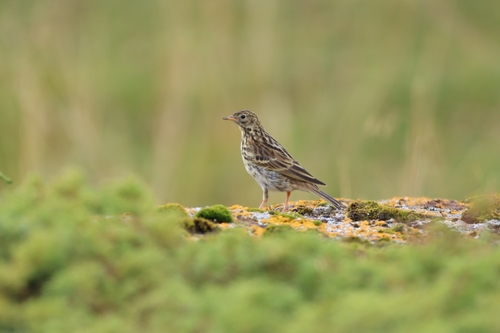 Meadow Pipit