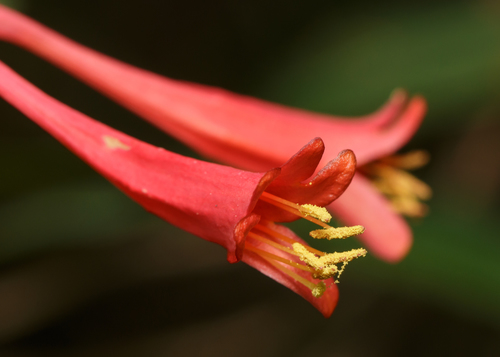 Lonicera sempervirens