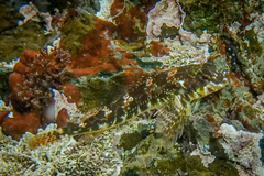 Bellapiscis lesleyae