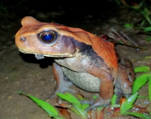Ecuadorian Forest Toad