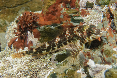 Bellapiscis lesleyae