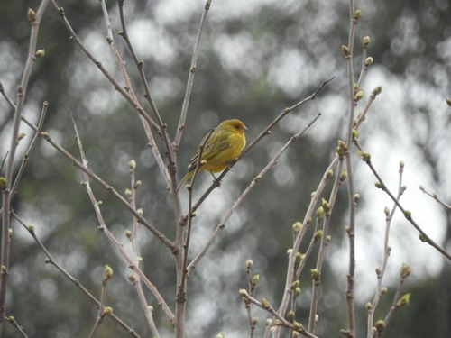 Saffron Finch