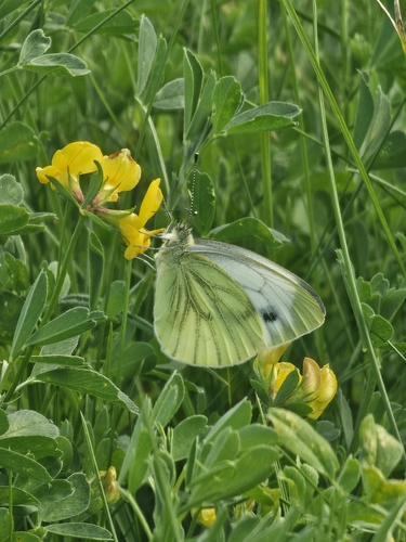 Green-veined White