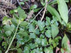 Apium prostratum filiforme