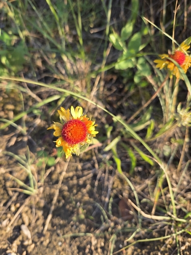 great blanketflower